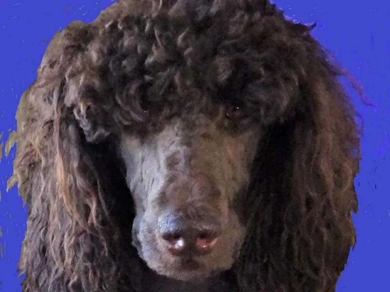 Ashton’s Standards