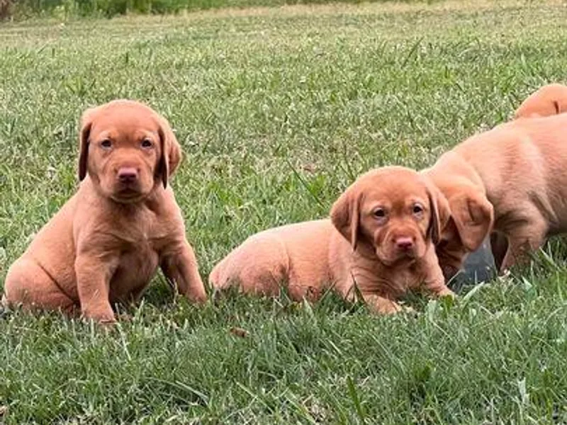 Ashton White's Labrador Retrievers