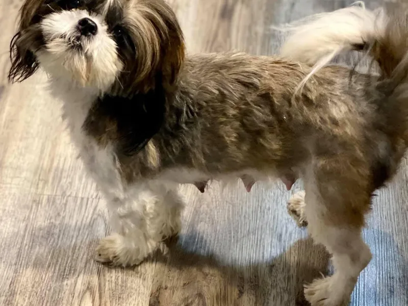 Ashville Shih Tzu Chalet