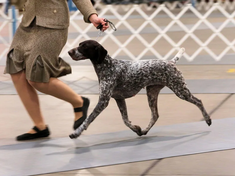 Ashwind kennels