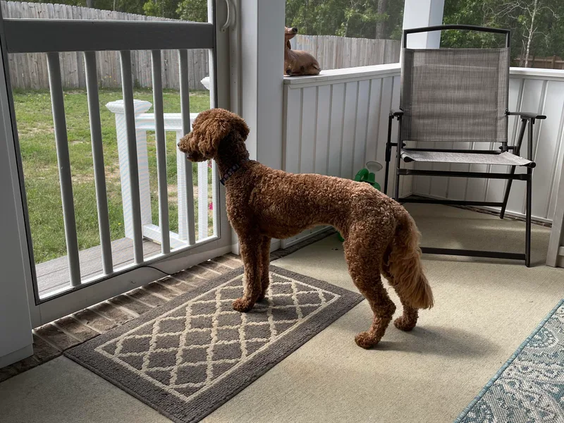 Asias NC miniature golden doodles