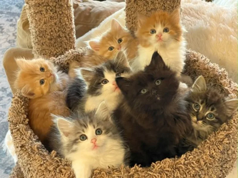 asiberianfromsb photo 1