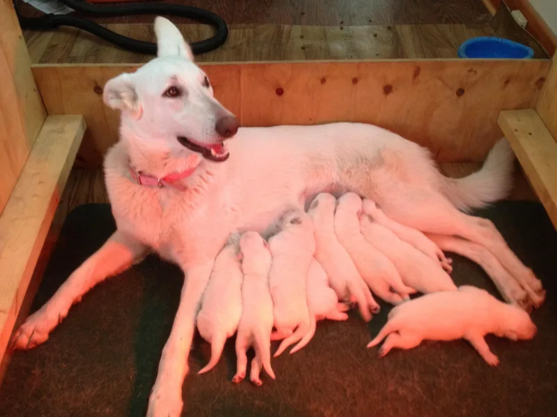 ASJ White Shepherds, LLC