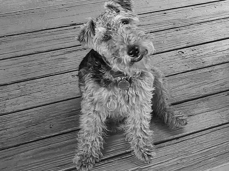Aska Welsh Terrier photo 1