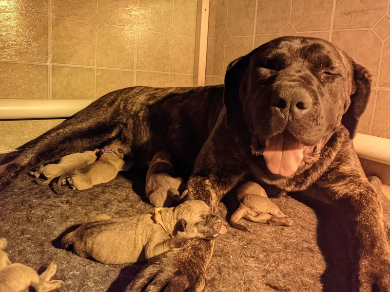 Askuwheto Boerboels