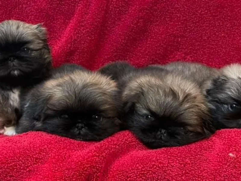 Aslan Pekingese- Afghan