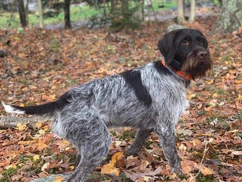 Aspen Glo Kennel
