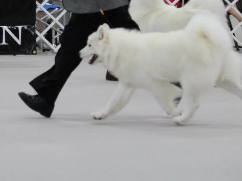 Aspen Gold Samoyeds
