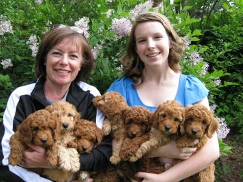 Aspen Grove Labradoodles
