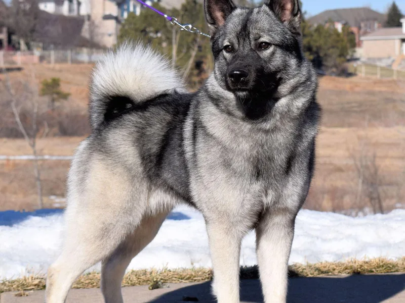 Aspen Norwegian Elkhounds photo 1