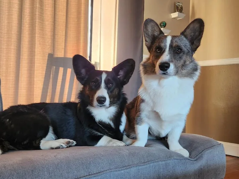 Aspen Peak Corgis photo 1