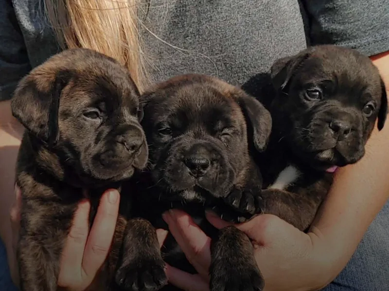 Aspen Ridge Bullmastiffs photo 1