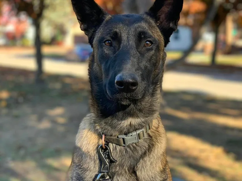 Aspen’s Edge Kennel