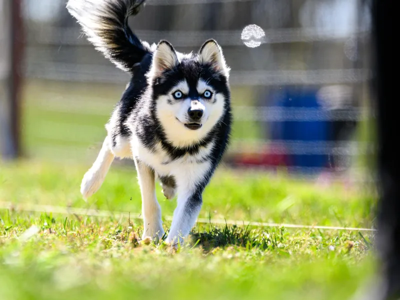Aspen Veil Klee Kai