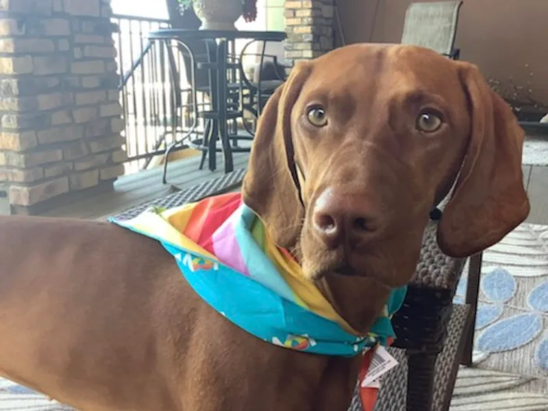 Aspen Vizslas