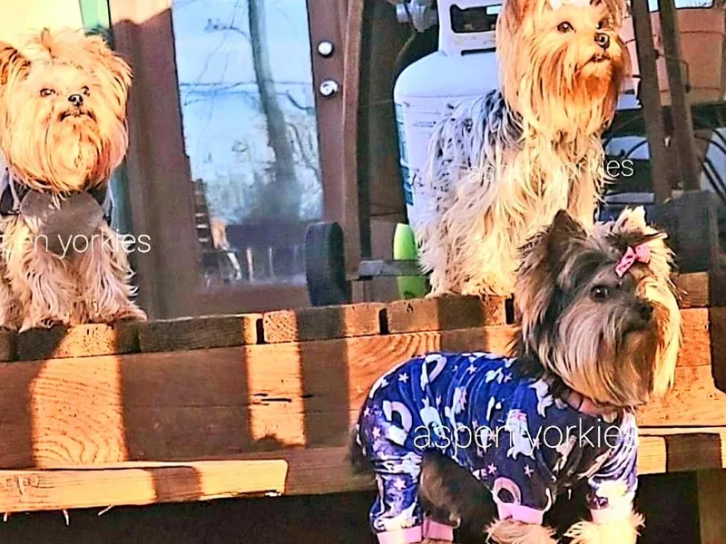 Aspen Yorkies