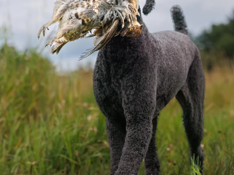 Aspenwood Standard Poodles
