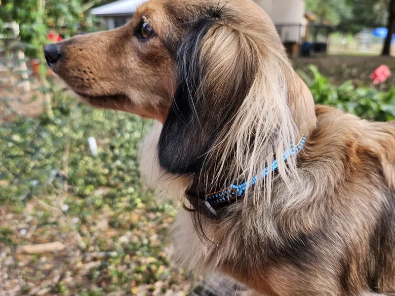 Asperida Spinoni and Dachshunds