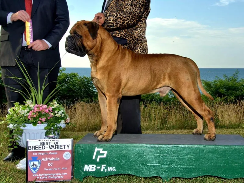 Aspire Bullmastiffs