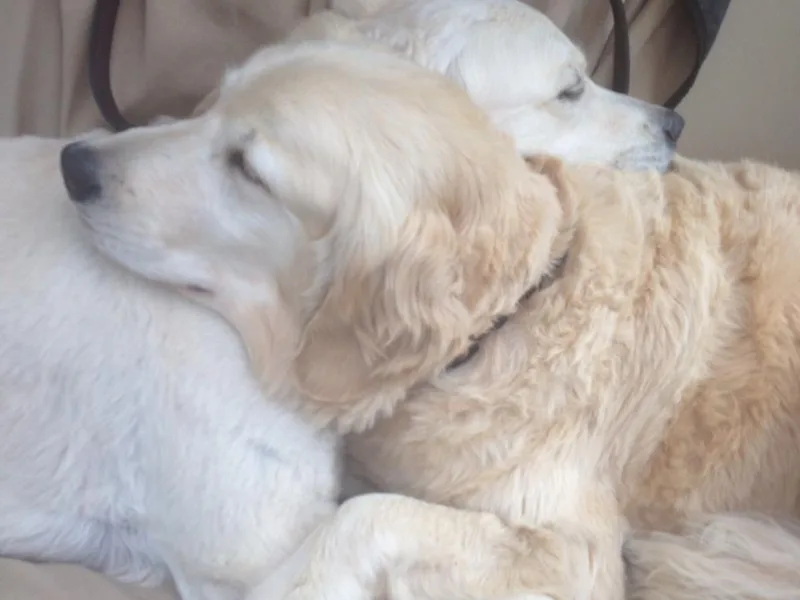 Aspire Golden Retrievers