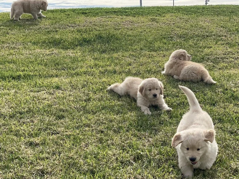 Assurance Golden Retrievers