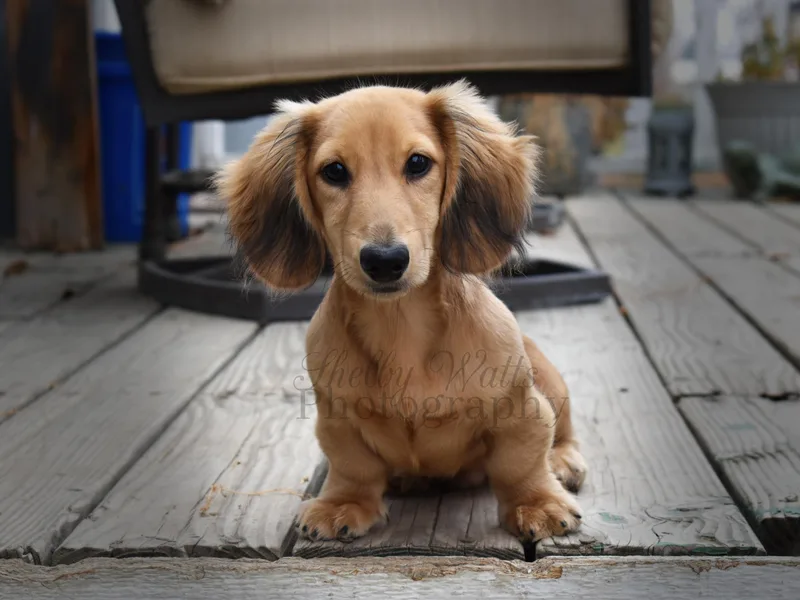 Aster Creek Dachshunds &amp; Australian Shepherds