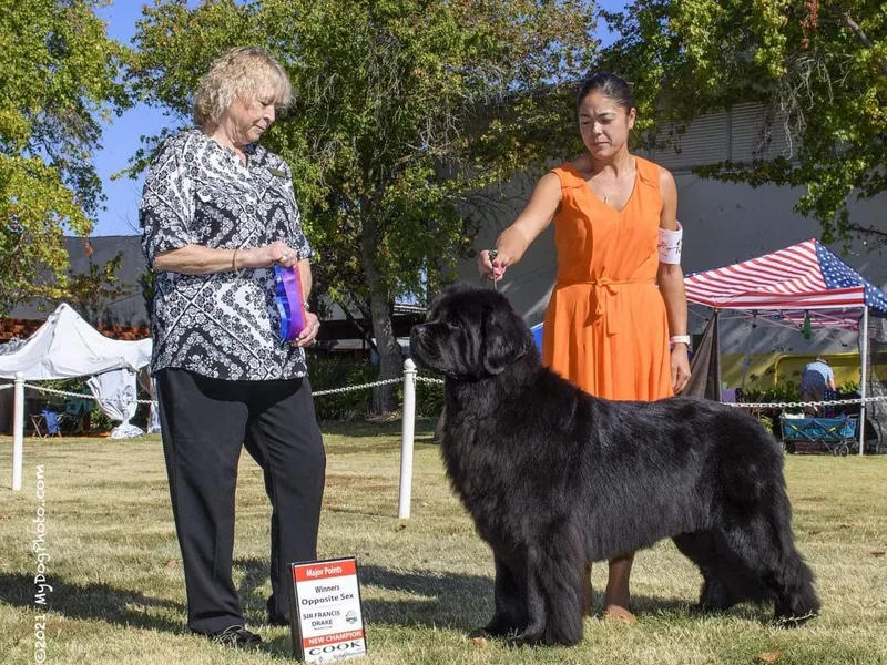 Astreas Newfoundlands
