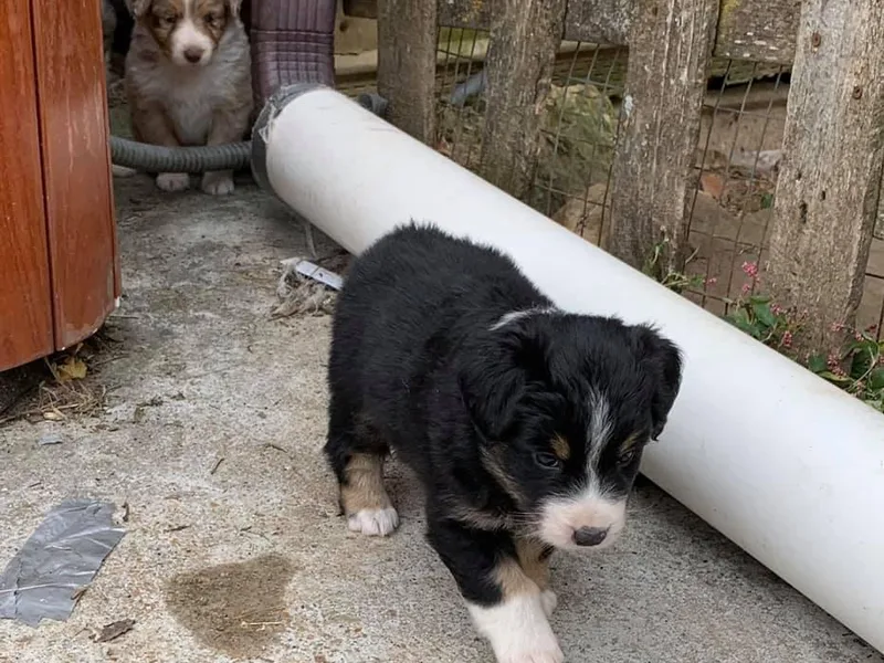 Asturias Miniature American Shepherds