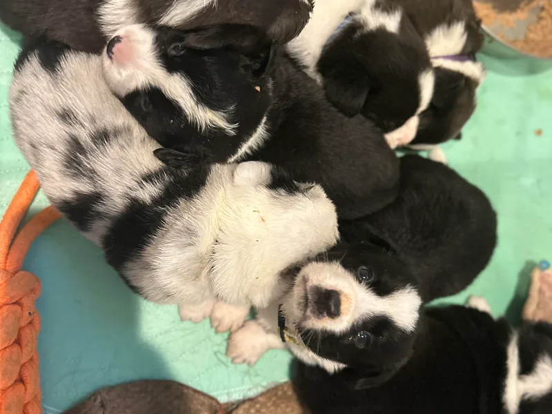 Ataraxis Cardigan Welsh Corgis