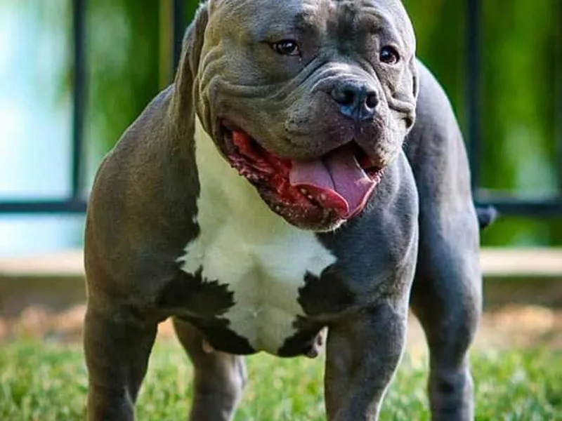 ATB Kennels photo 1