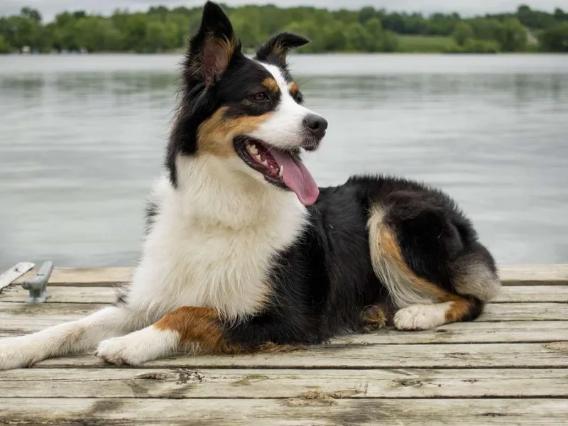 Athena’s Aussies
