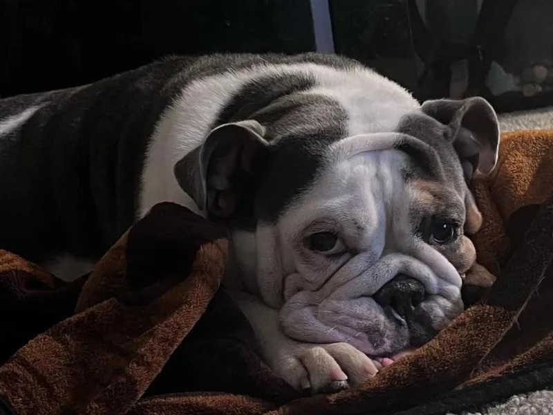 Athenia's Bulldogs