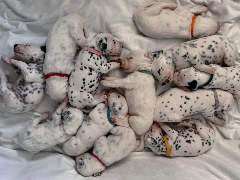 Athziri's Dalmatians