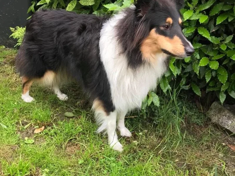 Atirakin Collies photo 1