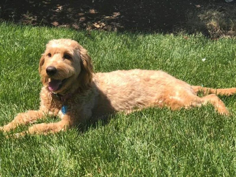 Atkinson Goldendoodles