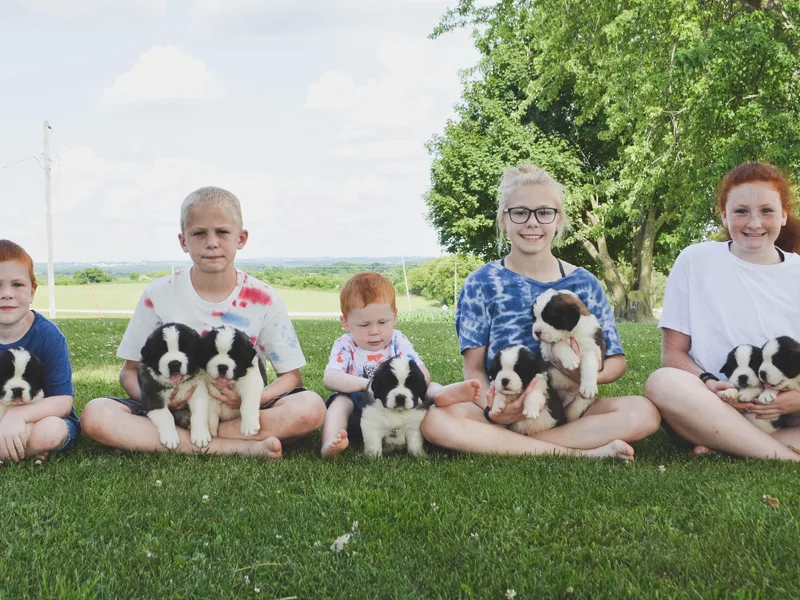 Atkinson Saint Bernards photo 1