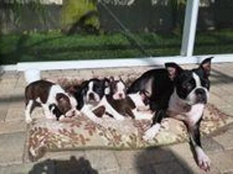 AtlantisBostonTerriers