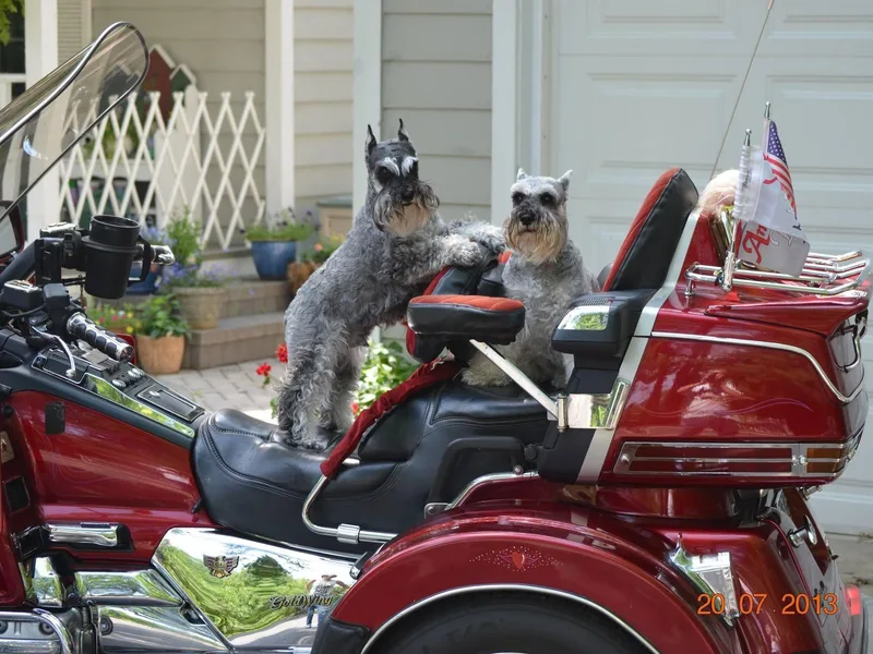 Attaway Miniature Schnauzers