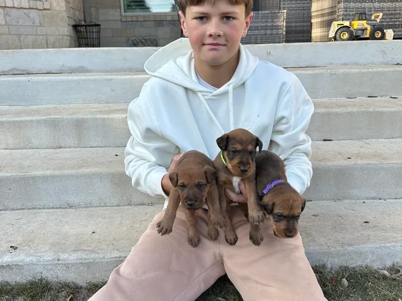 ATX Irish Terriers photo 1