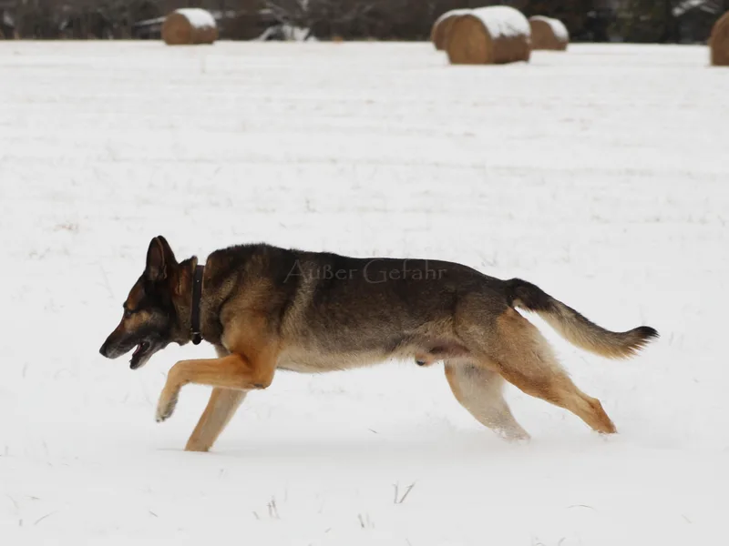 Außer Gefahr German Shepherds