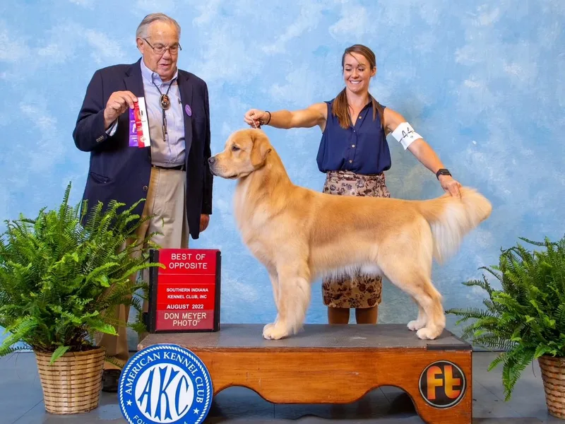 Aubergine Golden Retrievers