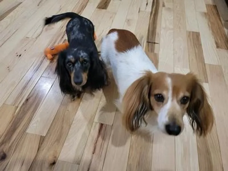 Aubrey's Dachshunds