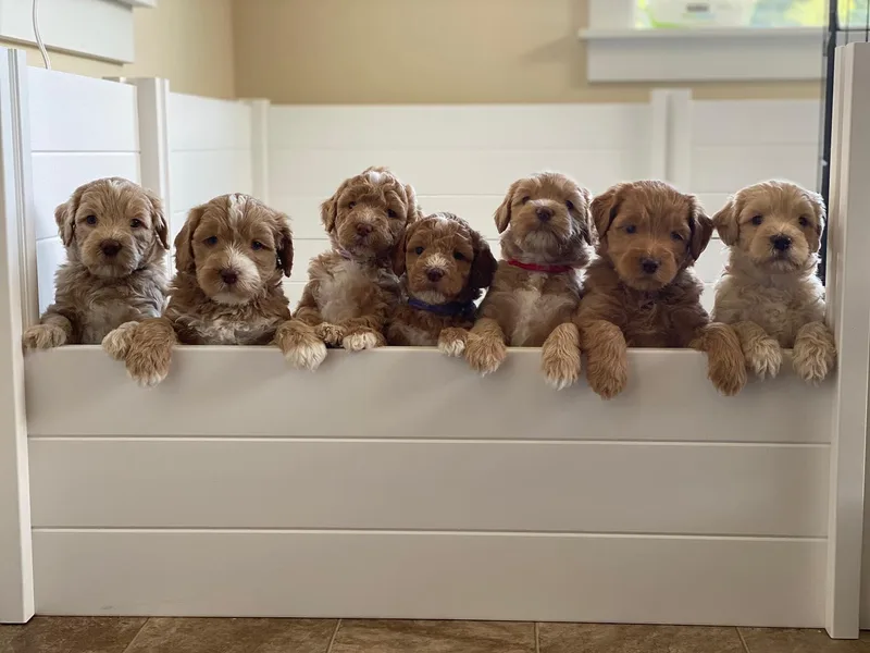 Auburn Sky Labradoodles