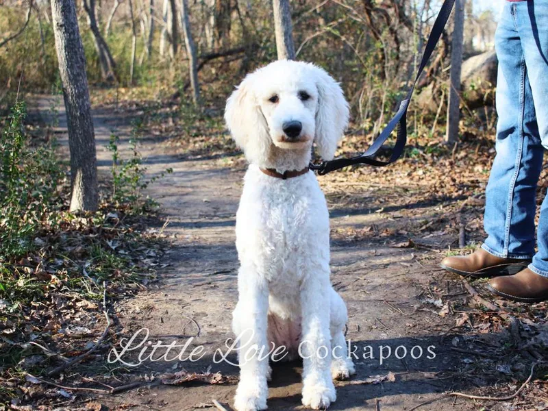 Auburn Standard Cockapoos