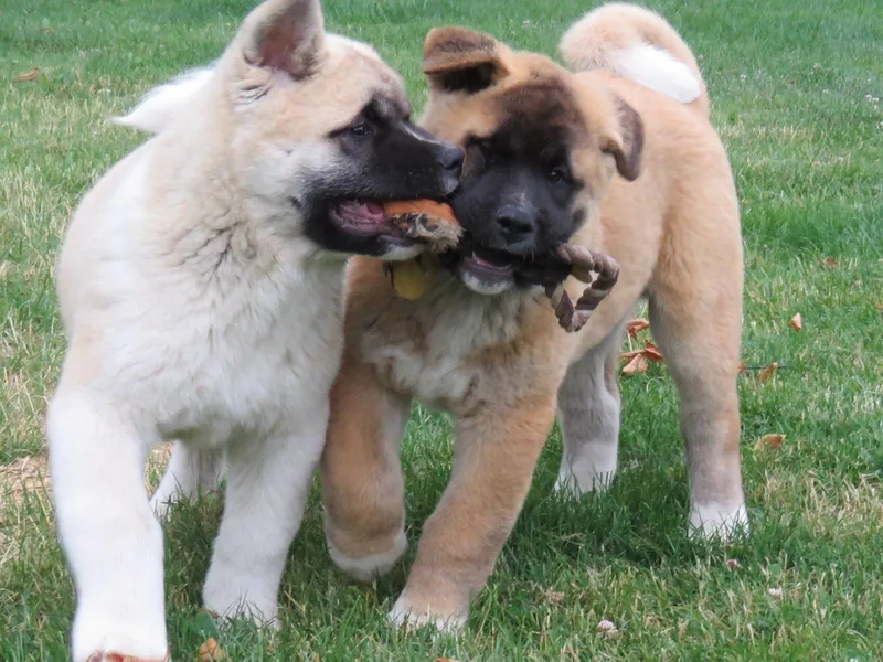 Audacious Akitas