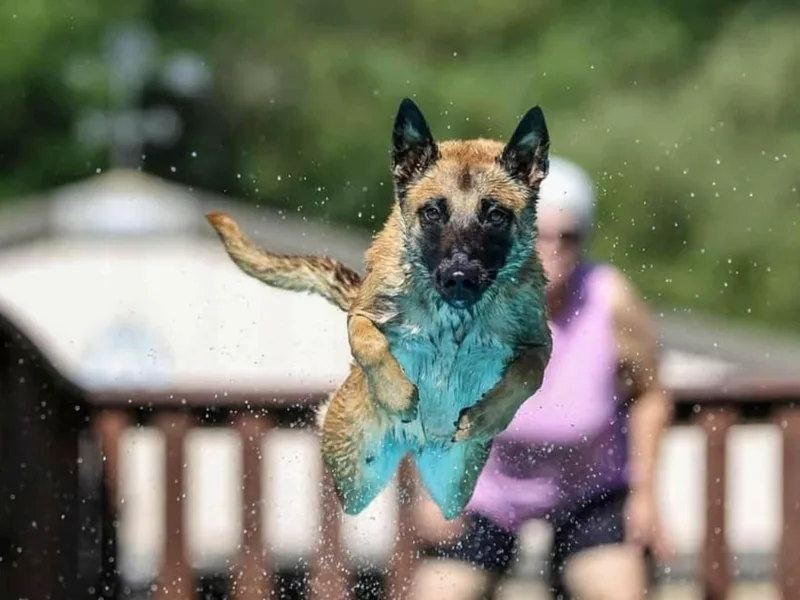 Audacious Malinois
