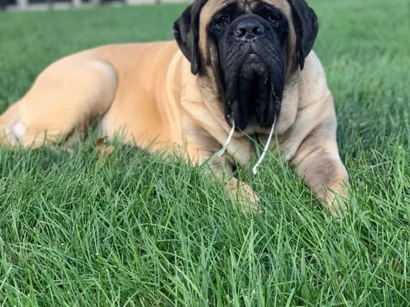 Audacious Mastiffs