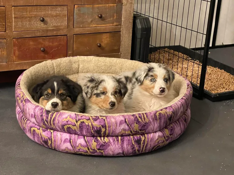 Audacity Australian Shepherds