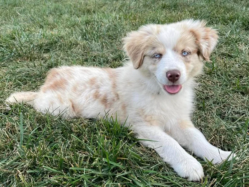 Auddies Mini Aussies LLC