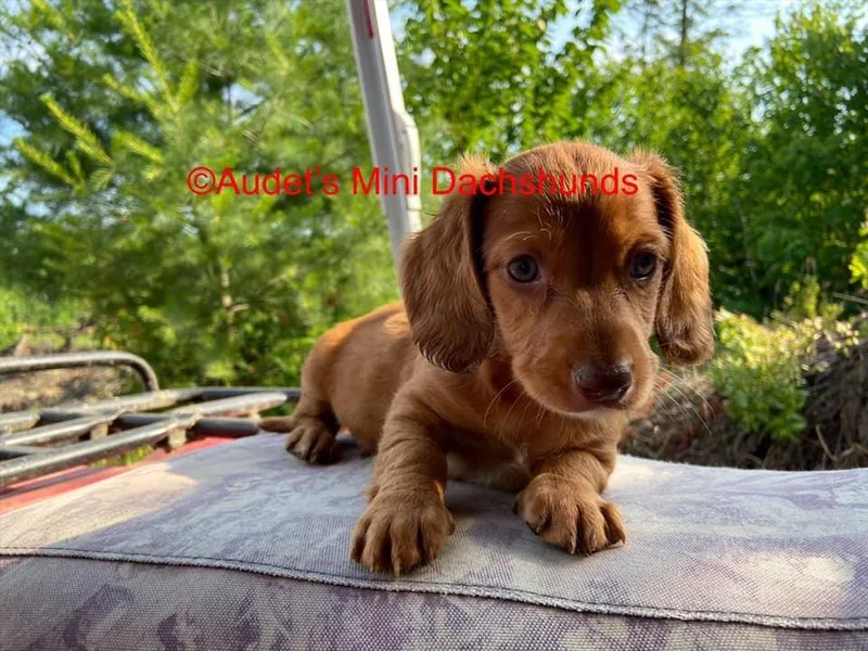 Audet’s Mini Dachshunds